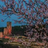 Burg zur Mandelblüte