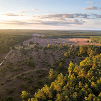 Hermannsburg Tiefental Drohne Luftaufnahme Heideblüte Suedheide