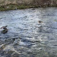 Paarflug über der Schwarza