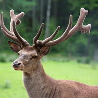 Hirsch im Wildgehege