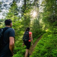 Die Tour zeichnet viele idyllische Waldpfade aus