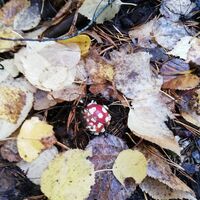 SUMPFGEBIET HÄMMÄAUTEENSUO