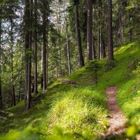 Wanderweg Hochleithenkopf - Pfad durch den Wald mit Ästen im Vordergrund.jpg