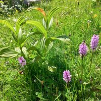 Orchideenwiesen