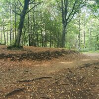Trail zur Alpe Vicania