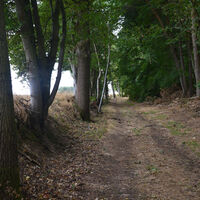 Am Waldrand