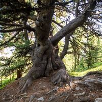 eine der ältesten Arven im Engadin