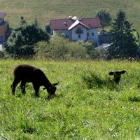 Schwarze Schafe am Dürrnberg