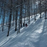 Schneeschuhwanderung im Wald