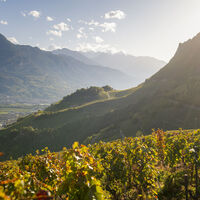 Blick vom Weinberg über die Rhonetalebene