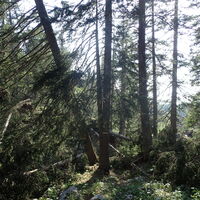 Abstieg bei der Dürrensteineralm