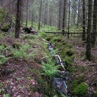 Waldbach zwischen Kummakivi und Sammalsilta