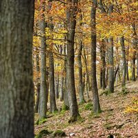 Lichtdurchfluteter Eichenwald im Nationalpark Eifel