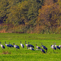 Kranichrast auf einer Wiese am NORDPFAD Börde Sittensen