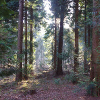 Waldlicht