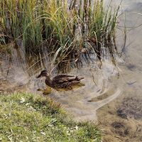 freche Enten am Großsee