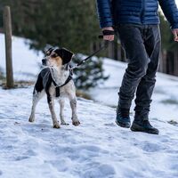 Wandern mit Hund