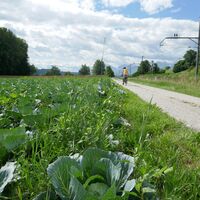 Weg vor Lohnstorf2 - Gürbe-Sense Etappe 1
