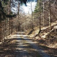 Schöner Waldweg