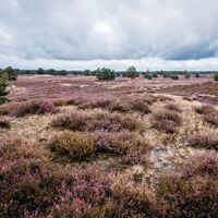 Nemitzer Heide Landschaft