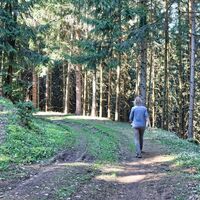 Forstweg durch durch den Wald