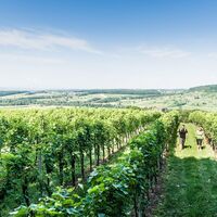 Durch die Weingärten von Tieschen wandern
