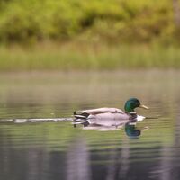 Ente am Blindensee