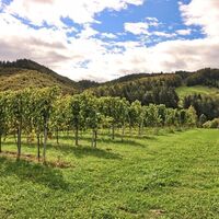 arnfelser wege – remschnigg r2 – tour nr. 21 lt. wk "von der alm zum wein“_img_74095633