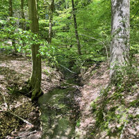 Wald am 256 m hohen Musenberg