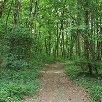 "Der Medelsheimer" im Walsheimer Wald