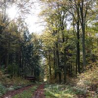Waldweg