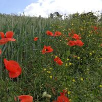 Rund um den Kulm bei Saalburg