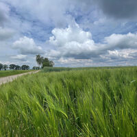 Feld bei Medingen