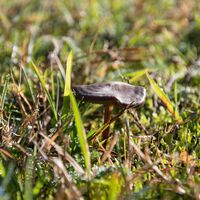 Pilz auf der Wiese