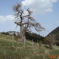 Ein Charakterbaum auf der "Schoberalm",