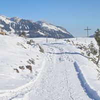Feilkopf