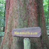 Mammutbaum Niester Riese