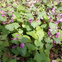 Flora: Purpurrote Taubnessel
