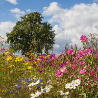 Blumen