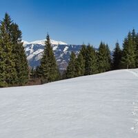 Bald erreichen wir die Schwarzbeeralm