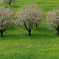 Fricktaler Chriesiwäg.