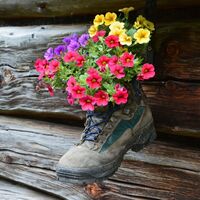 Blumenschmuck in Wanderschuh