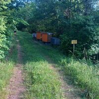 Bienenallergiker bitte aufpassen