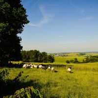 Wacholderheide Strüth-Welterod