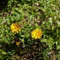 Flora