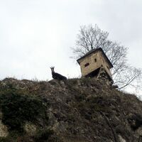 Die Gämsen am Kapuzinerberg lieben die Flanken unter dem Basteiweg.