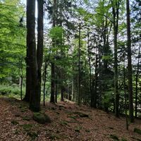 Zum Schluss verliert sich der Waldweg etwas, aber man kann rechts durch die Bäume schon die Bergwiese erahnen und hält einfach darauf zu.
