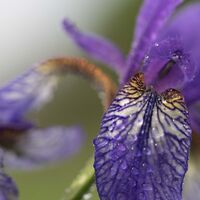 Lilienblüte im Ruggeller Riet