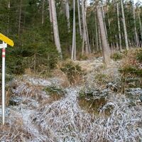 Steiler Waldweg