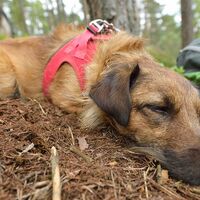 Bärentrail im Waldviertel - der neue Sidestep "Felsengarten"
